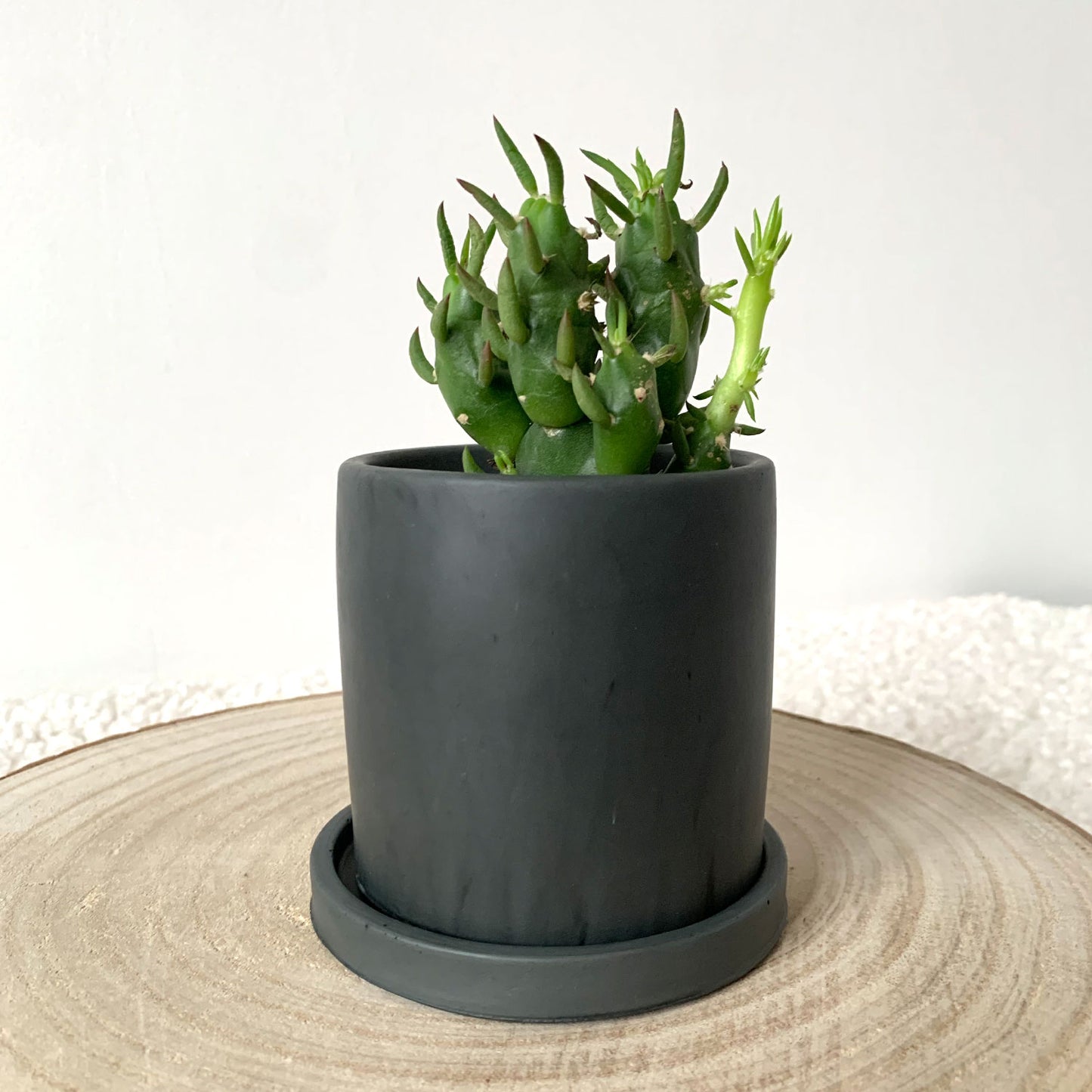 Cache pot jesmonite "Please don't Die" avec soucoupe Iris Gris anthracite